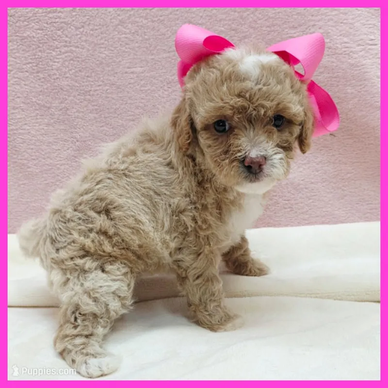 Kansas – Poodle - Miniature  puppy for sale in Austin, TX