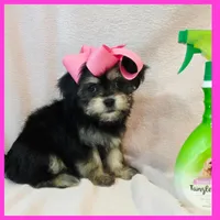 Isabella, a female Pug and Yorkshire Terrier for sale in Austin, TX – 4 of 5