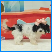 Harmony, a female Morkie for sale in Austin, TX – 2 of 5