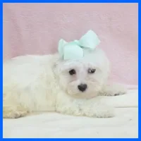 Max, a male Maltipoo for sale in Austin, TX – 2 of 3