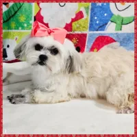 Bonita, a female Maltese and Shih Tzu for sale in Taylor, TX – 3 of 3
