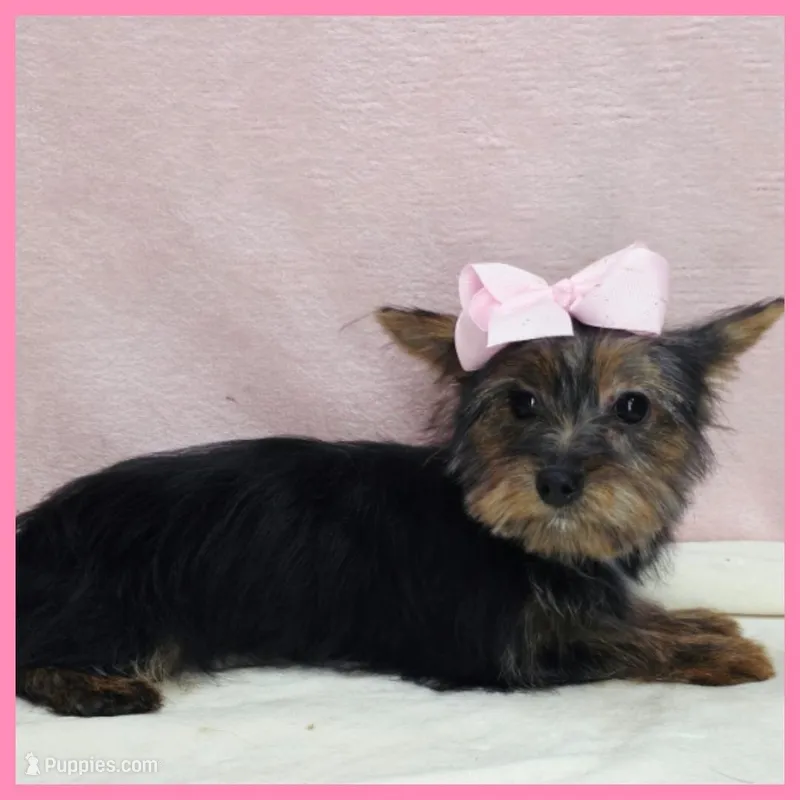 Hanna – Morkie puppy for sale in Taylor, TX