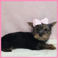 Hanna, a female Morkie for sale in Taylor, TX – 1 of 5