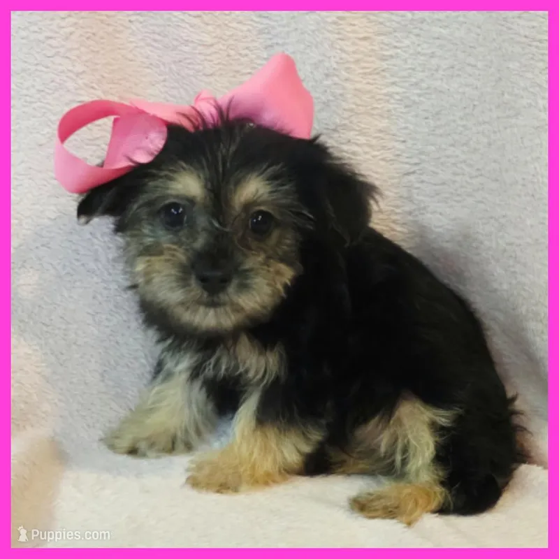 Indigo – Pug, Yorkshire Terrier puppy for sale in Austin, TX