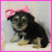 Indigo, a female Pug and Yorkshire Terrier for sale in Austin, TX – 1 of 3