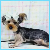 Felipe, a male Yorkshire Terrier for sale in Taylor, TX – 3 of 4