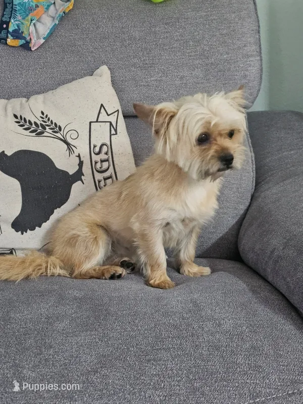 Emily – Pug, Shih Tzu puppy for sale in Taylor, TX
