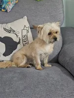 Emily, a female Pug and Shih Tzu for sale in Taylor, TX – 1 of 5