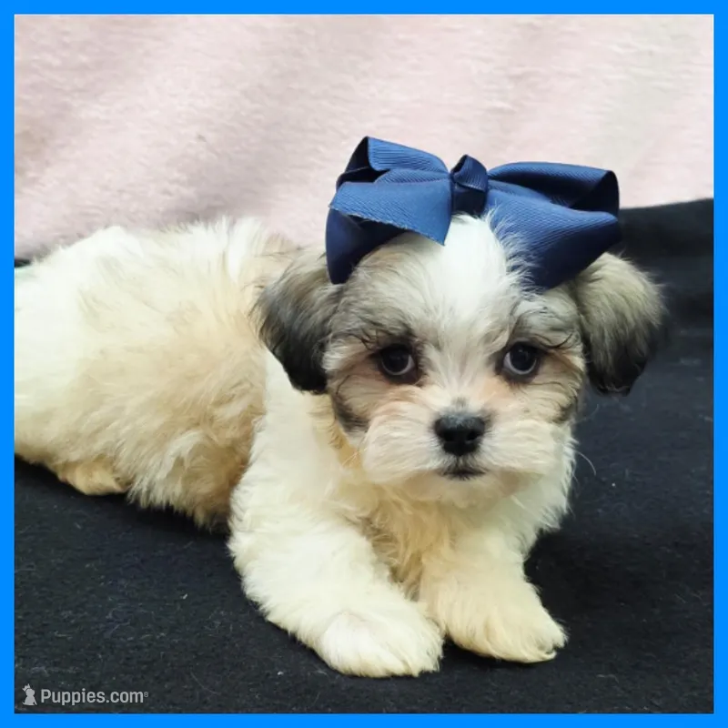 Isaiah – Maltese, Shih Tzu puppy for sale in Austin, TX