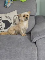Emily, a female Pug and Shih Tzu for sale in Taylor, TX – 4 of 5