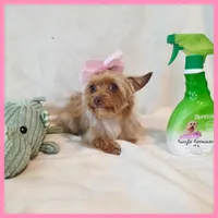 Abby, a female Yorkshire Terrier for sale in Austin, TX – 4 of 4