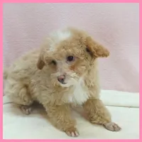 Kansas, a female Poodle - Miniature  for sale in Taylor, TX – 5 of 5