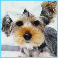 Felipe, a male Yorkshire Terrier for sale in Austin, TX – Photo 1 of 4