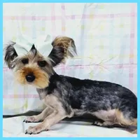 Felipe, a male Yorkshire Terrier for sale in Austin, TX – Photo 3 of 4