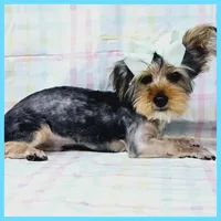 Felipe, a male Yorkshire Terrier for sale in Austin, TX – Photo 2 of 4