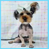 Felipe, a male Yorkshire Terrier for sale in Austin, TX – Photo 4 of 4