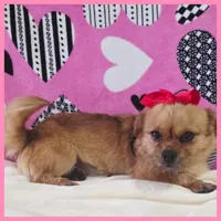 Emma, a female Maltese and Shih Tzu for sale in Austin, TX – 2 of 4