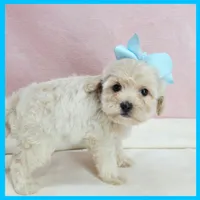 Lucas, a male Maltipoo for sale in Austin, TX – 3 of 3
