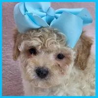 Logan, a male Maltipoo for sale in Austin, TX – 2 of 4