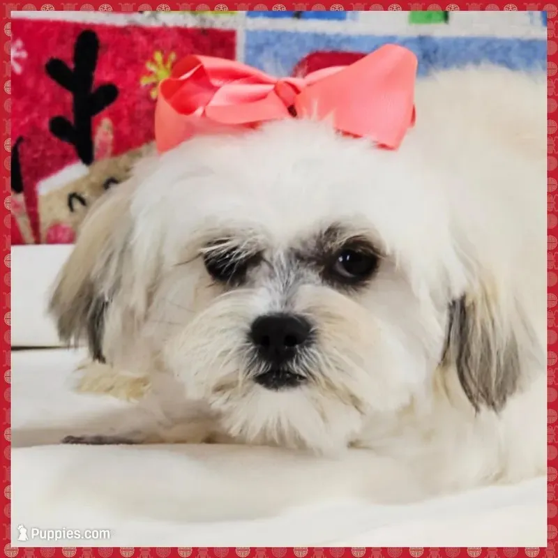 Bonita – Maltese, Shih Tzu puppy for sale in Taylor, TX