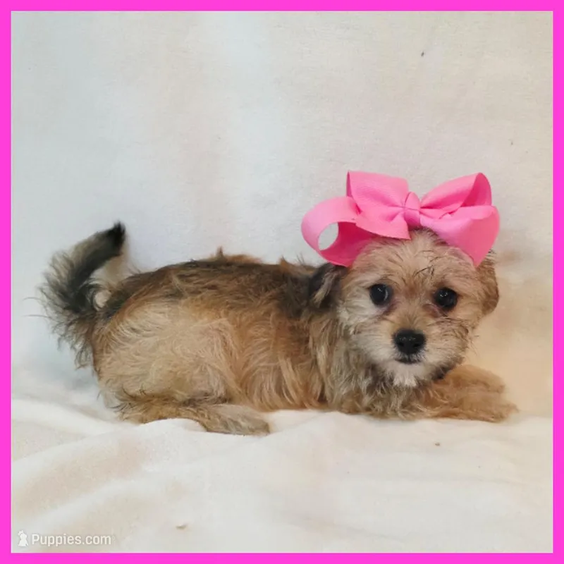 Iris – Pug, Yorkshire Terrier puppy for sale in Austin, TX