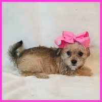 Iris, a female Pug and Yorkshire Terrier for sale in Austin, TX – 1 of 3