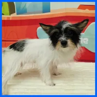 Henry, a male Morkie for sale in Austin, TX – 3 of 4