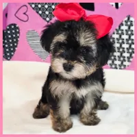 Darcy, a female Morkie for sale in Austin, TX – Photo 1 of 4