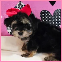 Darcy, a female Morkie for sale in Austin, TX – Photo 4 of 4