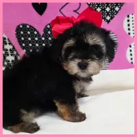 Darcy, a female Morkie for sale in Austin, TX – Photo 3 of 4