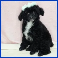 King, a male Poodle - Miniature  for sale in Taylor, TX – 3 of 4