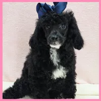 Ken, a male Poodle - Miniature  for sale in Taylor, TX – 3 of 5