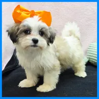 Issac, a male Maltese and Shih Tzu for sale in Austin, TX – 3 of 4