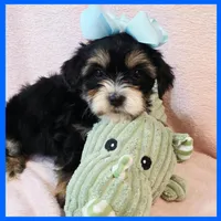 Jax, a male Yorkipoo for sale in Austin, TX – 3 of 3
