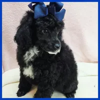 Ken, a male Poodle - Miniature  for sale in Taylor, TX – 1 of 5