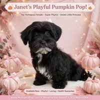 Janet, a female Yorkipoo for sale in Taylor, TX – 4 of 4