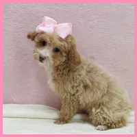 Kansas, a female Poodle - Miniature  for sale in Taylor, TX – 3 of 5