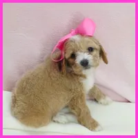 Layla, a female Maltipoo for sale in Austin, TX – 3 of 4