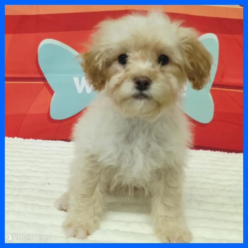 Kevin – Poodle - Miniature  puppy for sale in Austin, TX