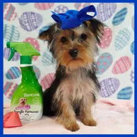 Quillage, a male Morkie for sale in Austin, TX – 4 of 4