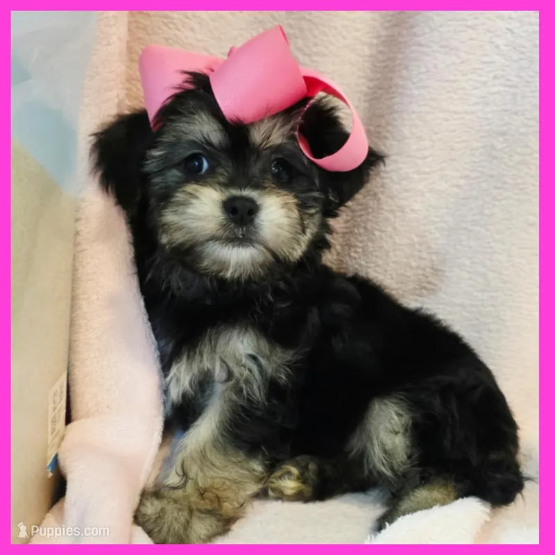 Isabella – Pug, Yorkshire Terrier puppy for sale in Austin, TX