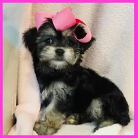 Isabella, a female Pug and Yorkshire Terrier for sale in Austin, TX – 1 of 5