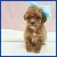 Kyle, a male Poodle - Miniature  for sale in Austin, TX – 2 of 3