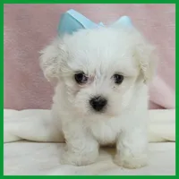 Max, a male Maltipoo for sale in Austin, TX – 2 of 4