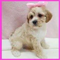 Lucy, a female Maltipoo for sale in Austin, TX – 2 of 3