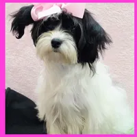 Harmony, a female Morkie for sale in Austin, TX – 4 of 5