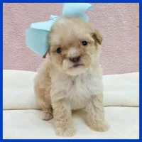 Kevin, a male Poodle - Miniature  for sale in Austin, TX – 3 of 3