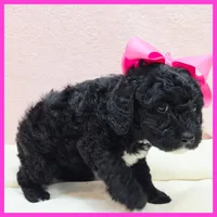 Katie, a female Poodle - Miniature  for sale in Austin, TX – 3 of 3