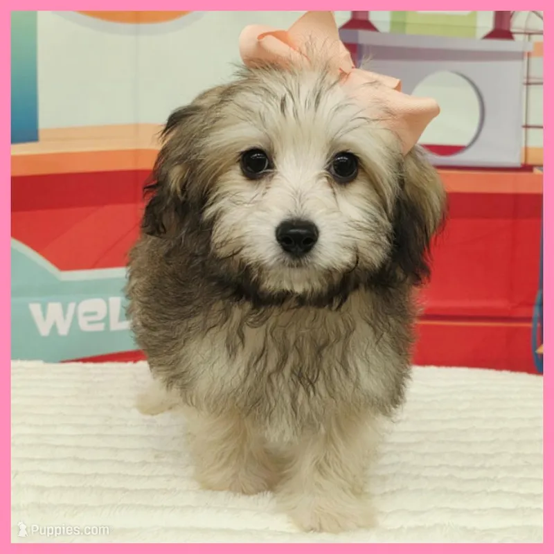 Maya – Maltipoo puppy for sale in Austin, TX