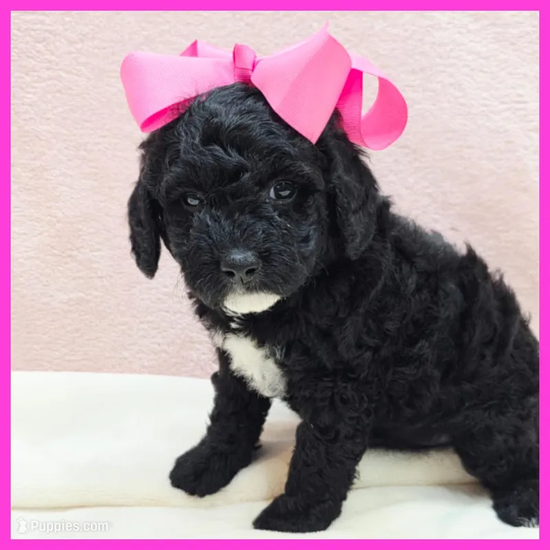 Katie – Poodle - Miniature  puppy for sale in Austin, TX